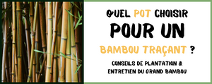 Quel Pot pour un Bambou Traçant ?