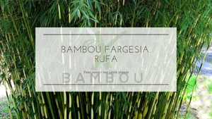 Bambou Fargesia Rufa : Sublimer votre jardin