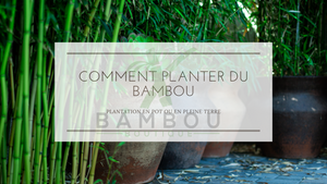 Comment Planter du Bambou