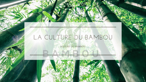 La Culture Du Bambou