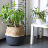 Pot Bambou<br> Plante - Bambou Boutique