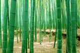 Graines De Bambou<br> Géant - Bambou Boutique