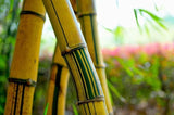 Graines De Bambou<br> Géant - Bambou Boutique